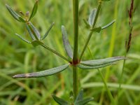 Galium boreale 7, Noords walstro, Saxifraga-Ed Stikvoort