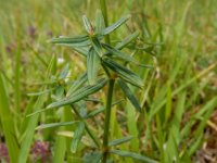 Galium boreale 8, Noords walstro, Saxifraga-Ed Stikvoort