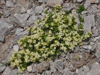 Galium megalospermum 8, Saxifraga-Harry Jans