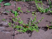 Galium murale 7, Straatwalstro, Saxifraga-Ed Stikvoort