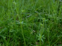 Galium parisiense 10, Frans walstro, Saxifraga-Ed Stikvoort : frans walstro Braakman-Noord s9900