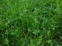 Galium parisiense 11, Frans walstro, Saxifraga-Ed Stikvoort : frans walstro Braakman-Noord s9900