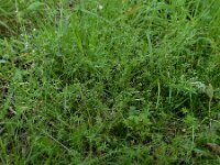 Galium parisiense 12, Frans walstro, Saxifraga-Ed Stikvoort : frans walstro Braakman-Noord s9900