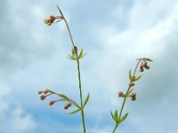Galium parisiense 13, Frans walstro, Saxifraga-Ed Stikvoort : Frans walstro Vogelwaarde s9900