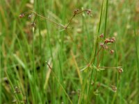 Galium parisiense 14, Frans walstro, Saxifraga-Ed Stikvoort : Frans walstro Vogelwaarde s9900
