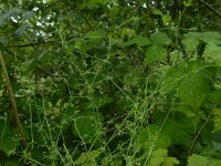 Galium parisiense 15, Frans walstro, Saxifraga-Ed Stikvoort : frans walstro Braakman-Noord s9900