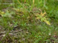 Galium parisiense 16, Frans walstro, Saxifraga-Ed Stikvoort : frans walstro Braakman-Noord s9900