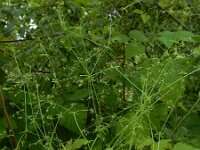 Galium parisiense 17, Frans walstro, Saxifraga-Ed Stikvoort : frans walstro Braakman-Noord s9900