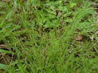 Galium parisiense 18, Frans walstro, Saxifraga-Ed Stikvoort : frans walstro Braakman-Noord s9900