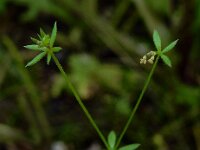 Galium parisiense 19, Frans walstro, Saxifraga-Ed Stikvoort : frans walstro Braakman-Noord s9900