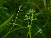 Galium parisiense 20, Frans walstro, Saxifraga-Ed Stikvoort : frans walstro Braakman-Noord s9900