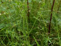 Galium parisiense 21, Frans walstro, Saxifraga-Ed Stikvoort : frans walstro Braakman-Noord s9900