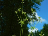 Galium parisiense 22, Frans walstro, Saxifraga-Ed Stikvoort : frans walstro Braakman-Noord s9900