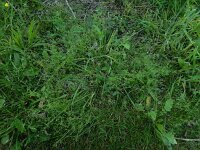 Galium parisiense 9, Frans walstro, Saxifraga-Ed Stikvoort : frans walstro Braakman-Noord s9900