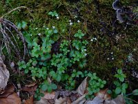 Galium rotundifolium 12, Saxifraga-Ed Stikvoort