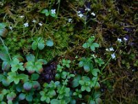 Galium rotundifolium 13, Saxifraga-Ed Stikvoort