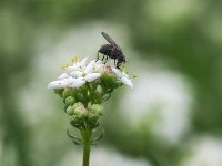 Galium saxatile 17, Liggend walstro, Saxifraga-Hans Dekker