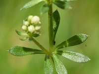 Galium saxatile 18, Liggend walstro, Saxifraga-Sonja Bouwman  959. Liggend walstro - Galium saxatile - Rubiaceae familie (i)