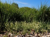 Galium saxatile 11, Liggend walstro, Saxifraga-Ed Stikvoort