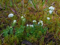 Galium saxatile 12, Liggend walstro, Saxifraga-Ed Stikvoort