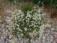 Galium saxatile 13, Liggend walstro, Saxifraga-Ed Stikvoort