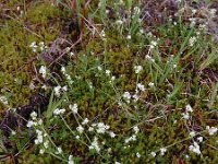 Galium saxatile 14, Liggend walstro, Saxifraga-Ed Stikvoort