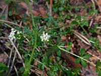 Galium saxatile 15, Liggend walstro, Saxifraga-Ed Stikvoort