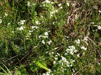 Galium saxatile 1, Liggend walstro, Saxifraga-Hans Dekker