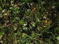 Galium saxatile 10, Liggend walstro, Saxifraga-Hans Boll