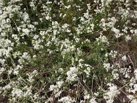 Galium saxatile 2, Liggend walstro, Saxifraga-Peter Meininger