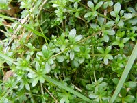 Galium saxatile 4, Liggend walstro, Saxifraga-Rutger Barendse