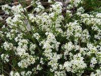 Galium saxatile 5, Liggend walstro, Saxifraga-Rutger Barendse