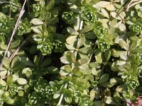 Galium saxatile 6, Liggend walstro, Saxifraga-Rutger Barendse