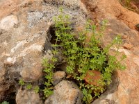 Galium verrucosum ssp verrucosum 10, Saxifraga-Ed Stikvoort