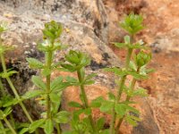 Galium verrucosum ssp verrucosum 8, Saxifraga-Ed Stikvoort