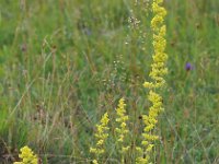 Galium verum 43, Geel walstro, Saxifraga-Hans Dekker