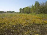 Genista anglica 42, Stekelbrem, Saxifraga-Willem van Kruijsbergen