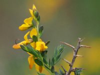 Genista anglica 44, Stekelbrem, Saxifraga-Hans Dekker