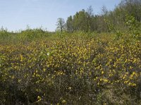 Genista anglica 49, Stekelbrem, Saxifraga-Willem van Kruijsbergen