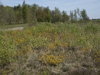 Genista anglica 50, Stekelbrem, Saxifraga-Willem van Kruijsbergen