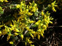 Genista anglica 51, Stekelbrem, Saxifraga-Hans Grotenhuis
