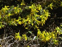 Genista anglica 52, Stekelbrem, Saxifraga-Hans Grotenhuis