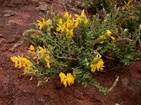 Genista canariensis 3, Saxifraga-Ed Stikvoort