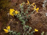 Genista canariensis 4, Saxifraga-Ed Stikvoort