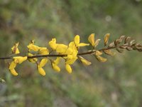 Genista florida 4, Saxifraga-Willem van Kruijsbergen