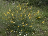 Genista florida 5, Saxifraga-Willem van Kruijsbergen