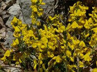 Genista pilosa 30, Kruipbrem, Saxifraga-Hans Grotenhuis