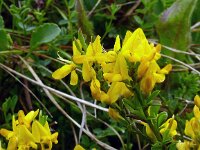 Genista pilosa 31, Kruipbrem, Saxifraga-Hans Grotenhuis