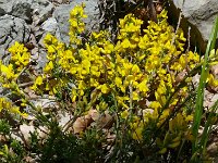 Genista pilosa 35, Kruipbrem, Saxifraga-Hans Grotenhuis
