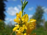 Genista pilosa 42, Kruipbrem, Saxifraga-Ed Stikvoort
